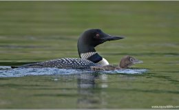 Lee’s One Word Monday –&nbsp;3/27/17