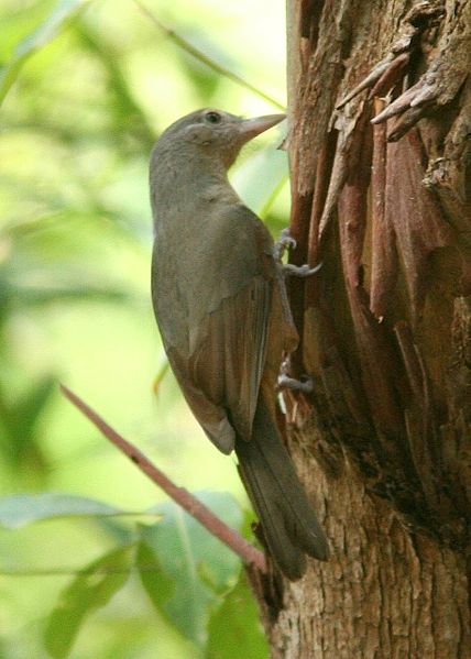 Arafura Shrikethrush (Colluricincla megarhyncha) ©WikiC