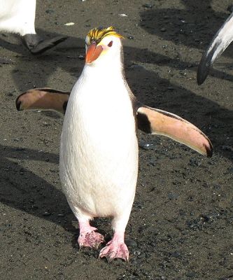 Royal Penguin (Eudyptes schlegeli) ©WikiC