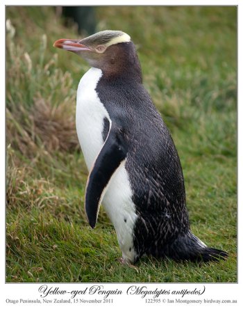 Yellow-eyed Penguin (Megadyptes antipodes) by Ian 2
