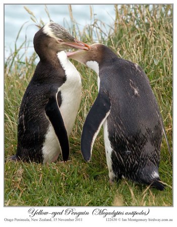Yellow-eyed Penguin (Megadyptes antipodes) by Ian 3