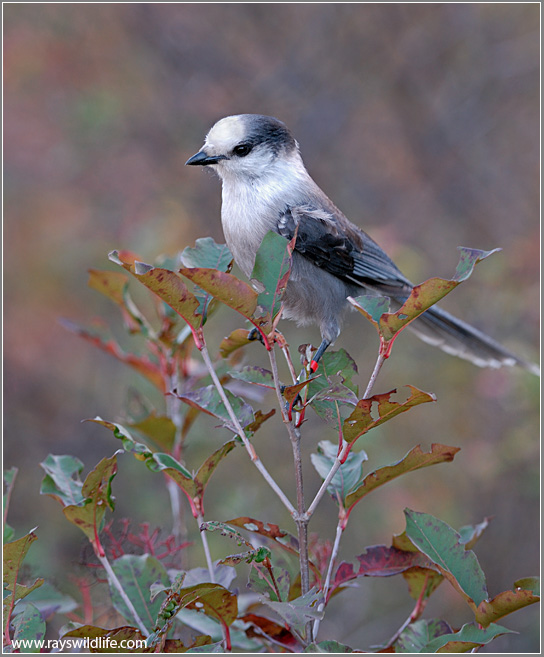 Canada Jay (Perisoreus canadensis) by Raymond Barlow