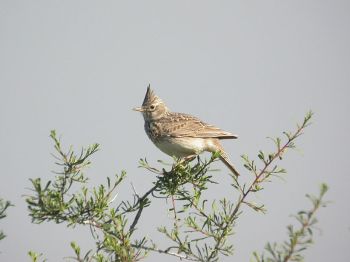Thekla Lark (Galerida theklae) by ©WikiC