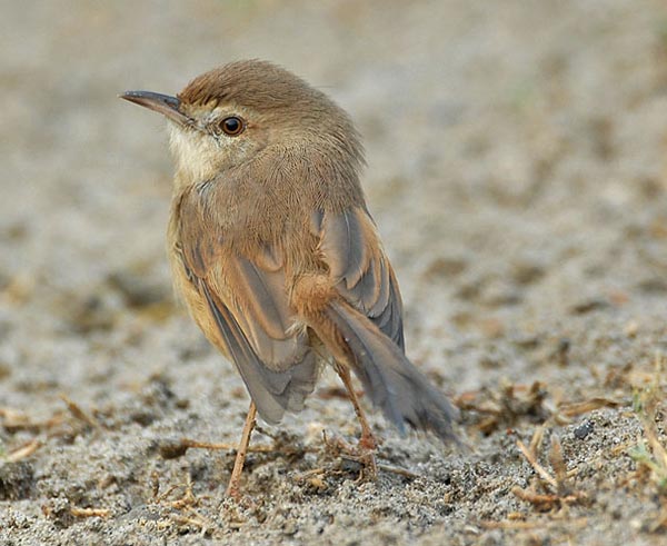 Plain Prinia (Prinia inornata) by Nikhil Devasar