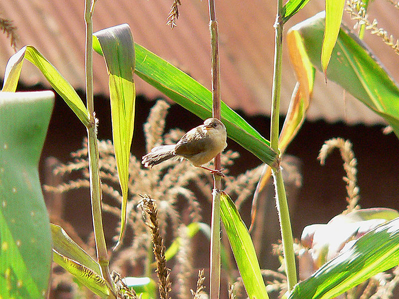 Singing Cisticola (Cisticola cantans) juvenile WikiC