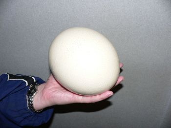 Ostrich Egg ©WikiC