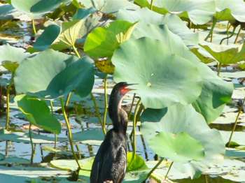 Anhinga (Anhinga anhinga) at Lake Hollingsworth by Lee