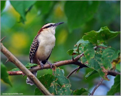 Rufous-naped Wren (Campylorhynchus rufinucha) by Raymond Barlow