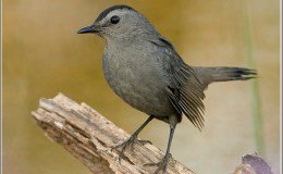 Minnesota Bird Songs