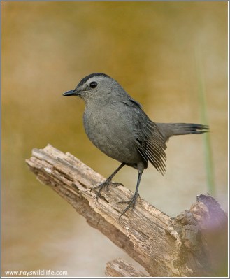 Grey Catbird (Dumetella carolinensis) by Raymond Barlow
