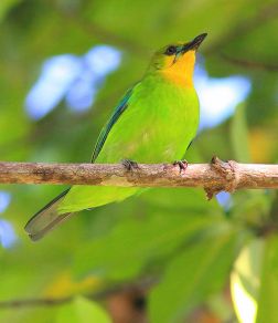Yellow-throated Leafbird (Chloropsis palawanensis) @WikiC