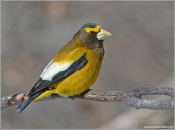 Evening Grosbeak (Hesperiphona vespertina) male by Raymond Barlow