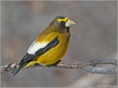 Evening Grosbeak (Hesperiphona vespertina) male by Raymond Barlow