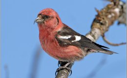 Sunday Inspiration – Old Rugged&nbsp;Cross