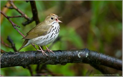 Ovenbird (Seiurus aurocapilla) by Raymond Barlow