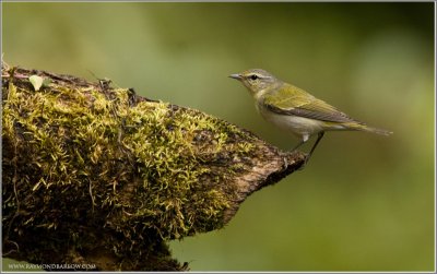 Tennessee Warbler (Leiothlypis peregrina) by Raymond Barlow