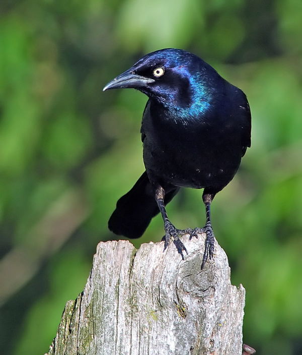 Common Grackle (Quiscalus quiscula) by Raymond Barlow