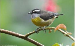 Bahama Birds After Hurricane&nbsp;Dorian