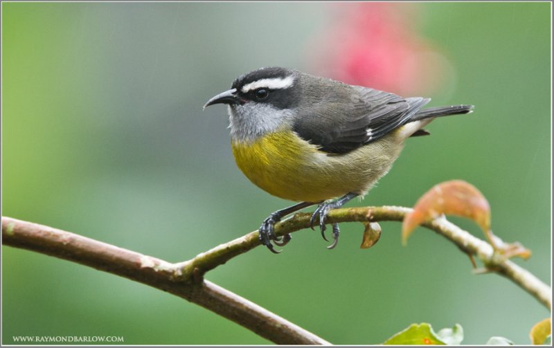 Bananaquit (Coereba flaveola) by Raymond Barlow