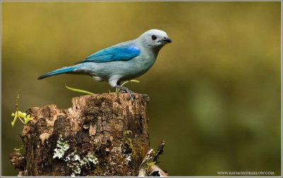 Blue-grey Tanager (Thraupis episcopus) by Raymond Barlow