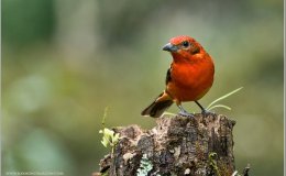 Avian And Attributes –&nbsp;Flame