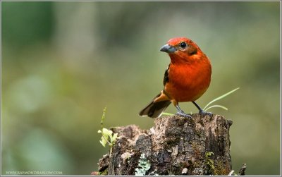 Flame-colored Tanager (Piranga bidentata) by Raymond Barlow