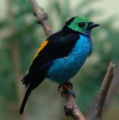 Paradise Tanager (Tangara_chilensis) -DenverZoo-WikiC