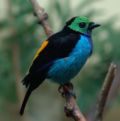 Paradise Tanager (Tangara_chilensis) -DenverZoo-WikiC