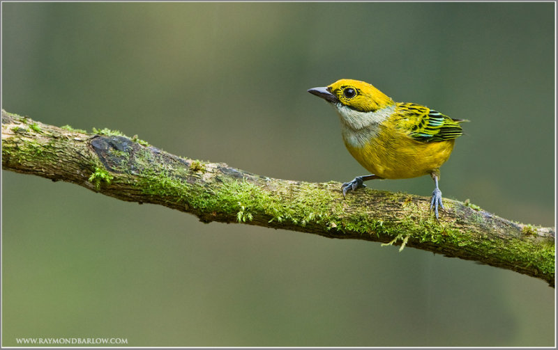 Silver-throated Tanager (Tangara icterocephala) by Raymond Barlow