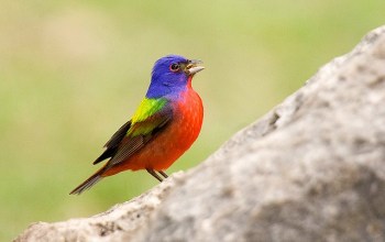 Painted Bunting (Passerina ciris) ©©Flickr