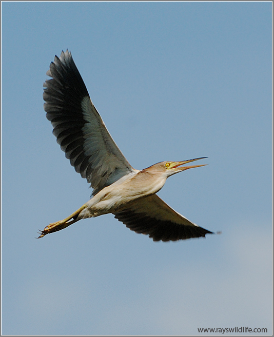 Yellow Bittern (Ixobrychus sinensis) by Raymond Barlow