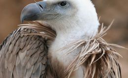 Birdwatching Thru the Bible – Vulture’s&nbsp;Eyes