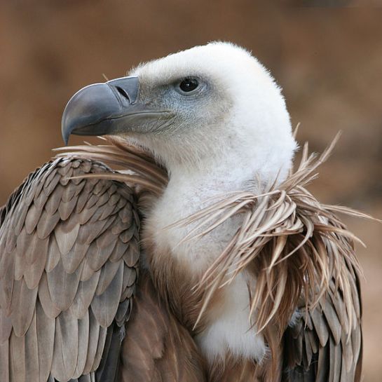 Griffon Vulture (Gyps fulvus) WikiC