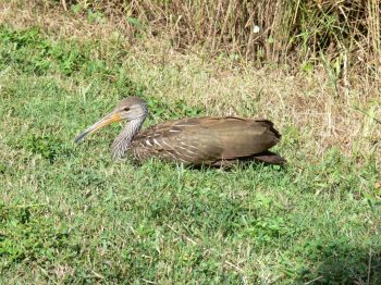 Limpkin (Aramus guarauna) Imm resting by Lee Lake Morton taken 10-21-11