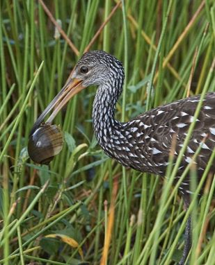 Limpkin (Aramus guarauna) with Apple Snail - ©WikiC