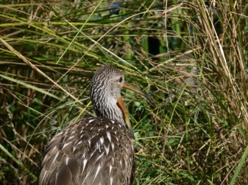 Limpkin (Aramus guarauna) Yawning by Lee Lake Morton