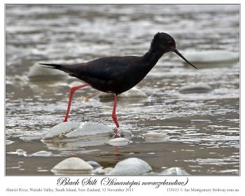 Black Stilt (Himantopus novaezelandiae) 1 by Ian