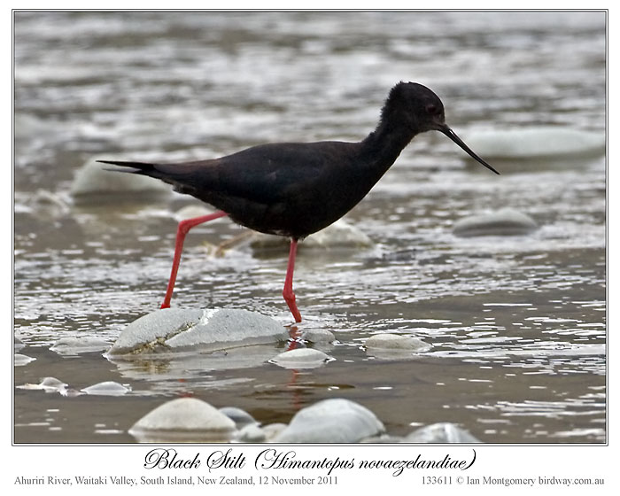 Black Stilt (Himantopus novaezelandiae) 1 by Ian