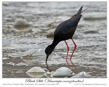 Black Stilt (Himantopus novaezelandiae) 2 by Ian
