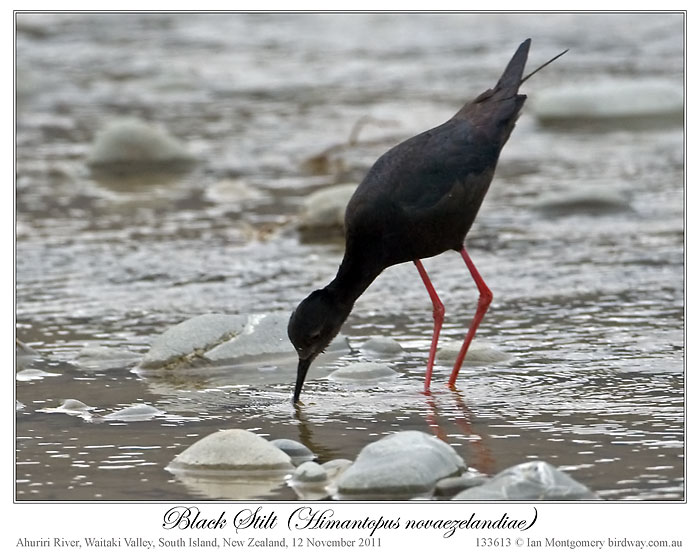 Black Stilt (Himantopus novaezelandiae) 2 by Ian