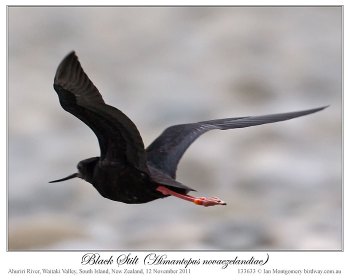 Black Stilt (Himantopus novaezelandiae) 3 by Ian