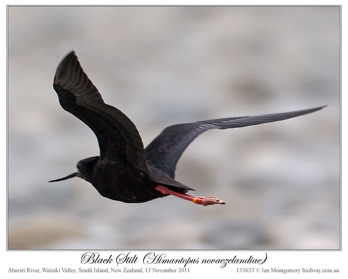 Black Stilt (Himantopus novaezelandiae) 3 by Ian