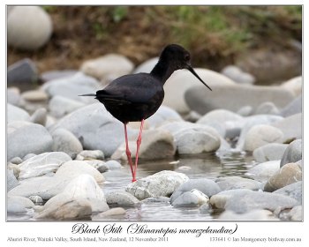 Black Stilt (Himantopus novaezelandiae) 4 by Ian