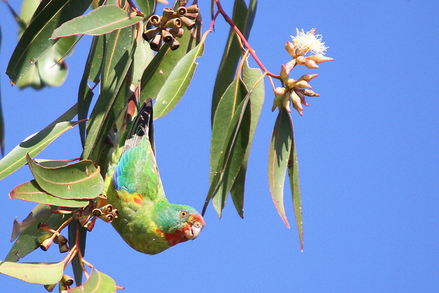 Swift Parrot (Lathamus discolor) CC marj k