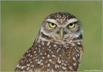 Burrowing Owl (Athene cunicularia) by Raymond Barlow