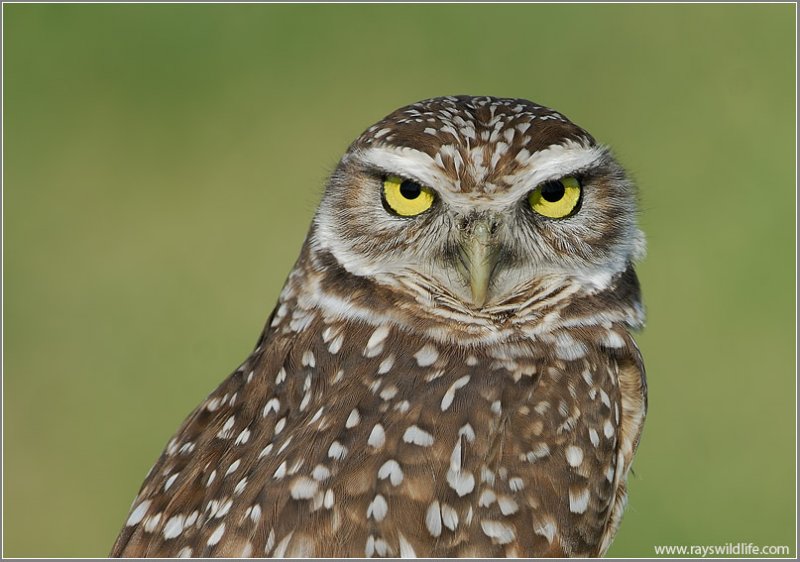 Burrowing Owl (Athene cunicularia) by Raymond Barlow