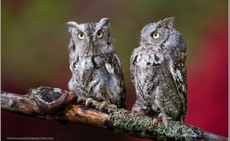 Lee’s Five Word Friday –&nbsp;5/13/16