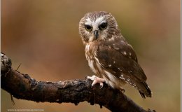 Update and Release of&nbsp;Rockefeller