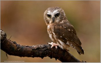 Northern Saw-whet Owl (Aegolius acadicus) (captive) by Raymond Barlow