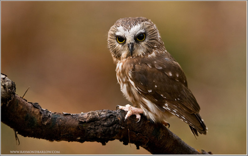 Northern Saw-whet Owl (Aegolius acadicus) (captive) by Raymond Barlow